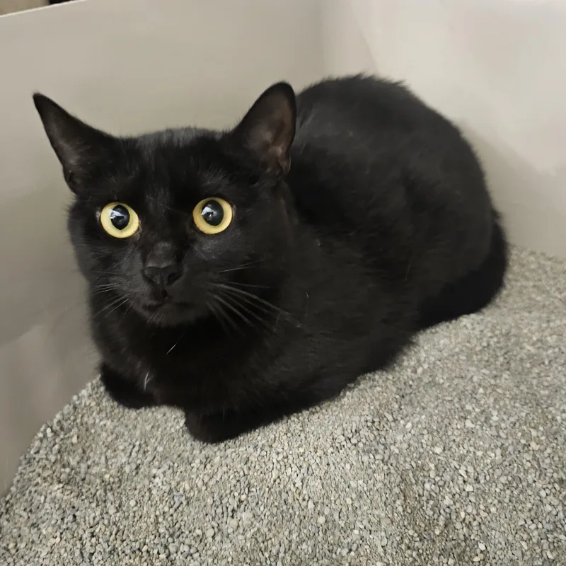A young medium-sized female Black Domestic Short Hair cat named Ivy for adoption in Richmond, VA