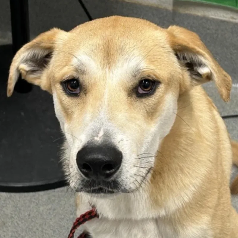 A young medium-sized male Yellow / Tan / Blond / Fawn Labrador Retriever dog named FWT Benji for adoption in Midland, TX