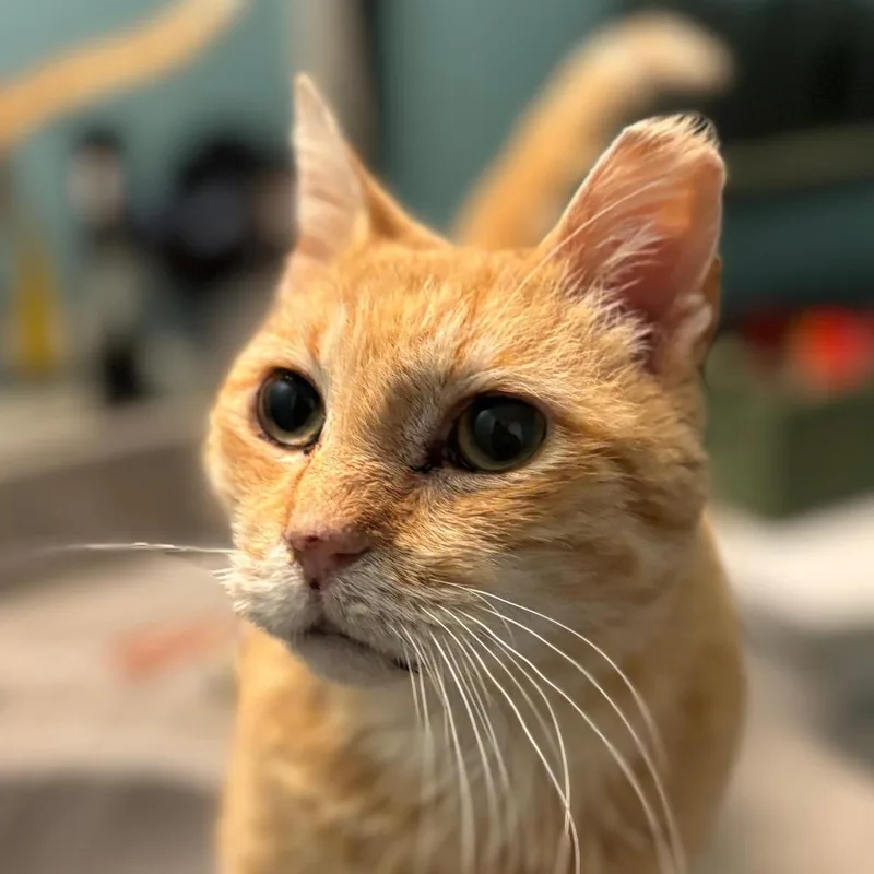 A senior medium-sized male Orange / Red Domestic Short Hair cat named Fat Boy for adoption in Asheville, NC