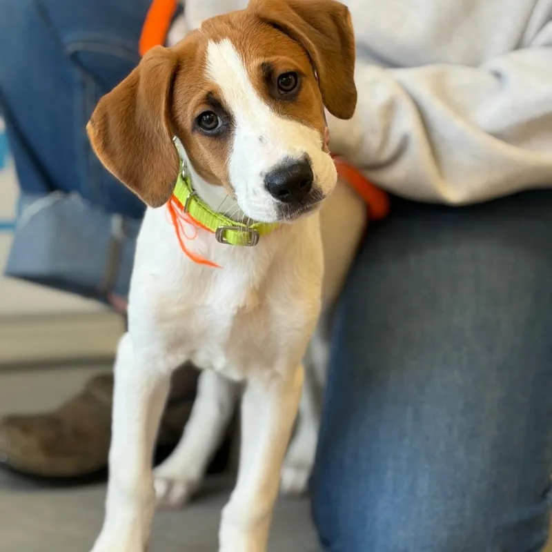 A baby small-sized male White / Cream Mixed Breed dog named Stewart for adoption in Morrisville, VT