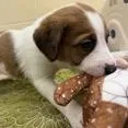Stewart thumbnail 4