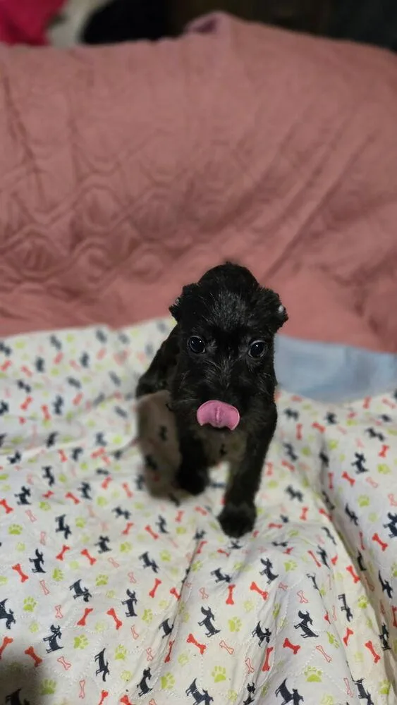 Bentley thumbnail 2