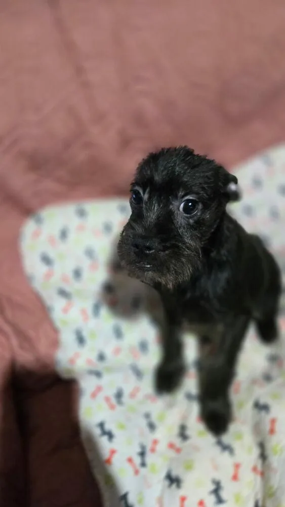 Bentley thumbnail 3