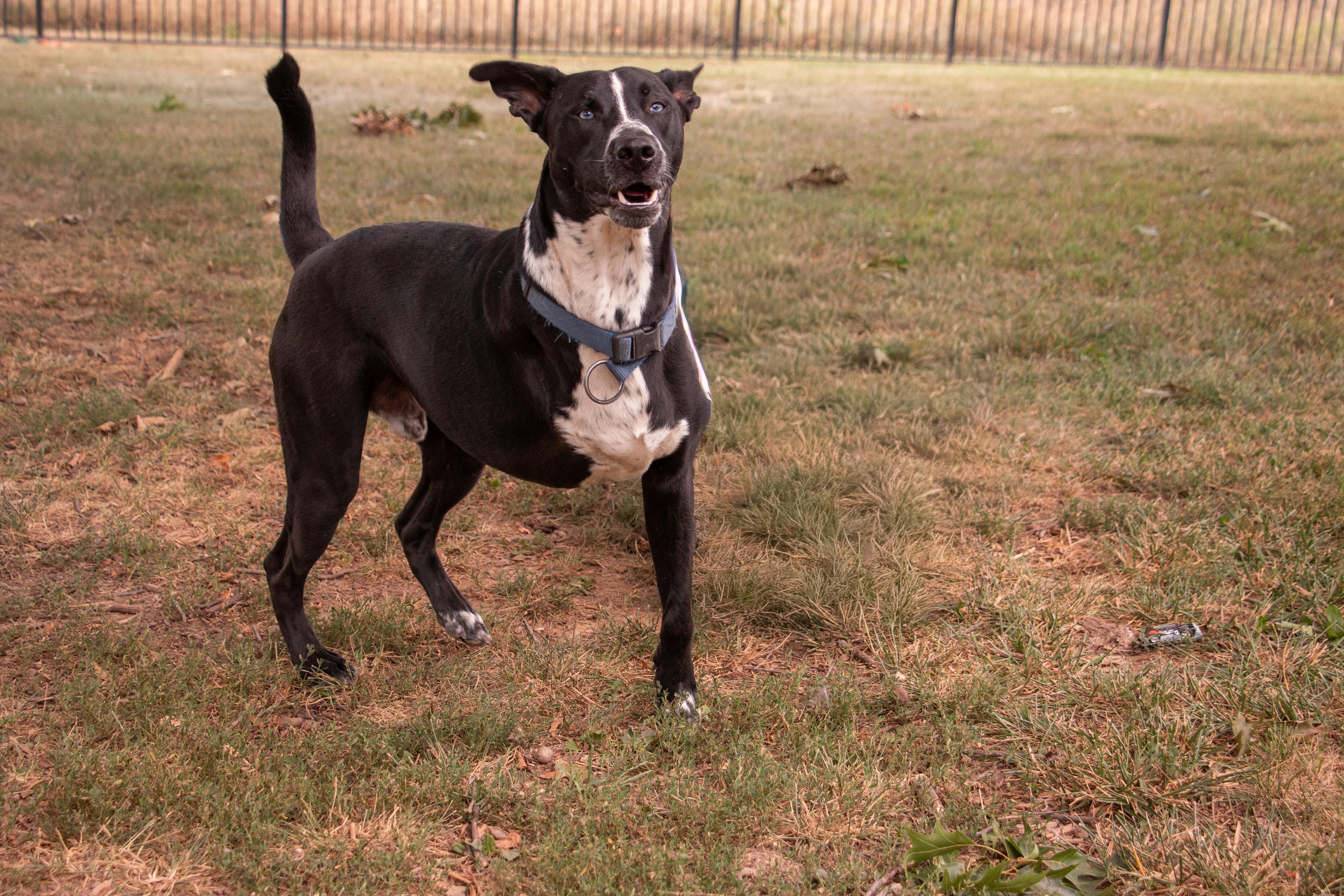 Harold the TriPod thumbnail 3