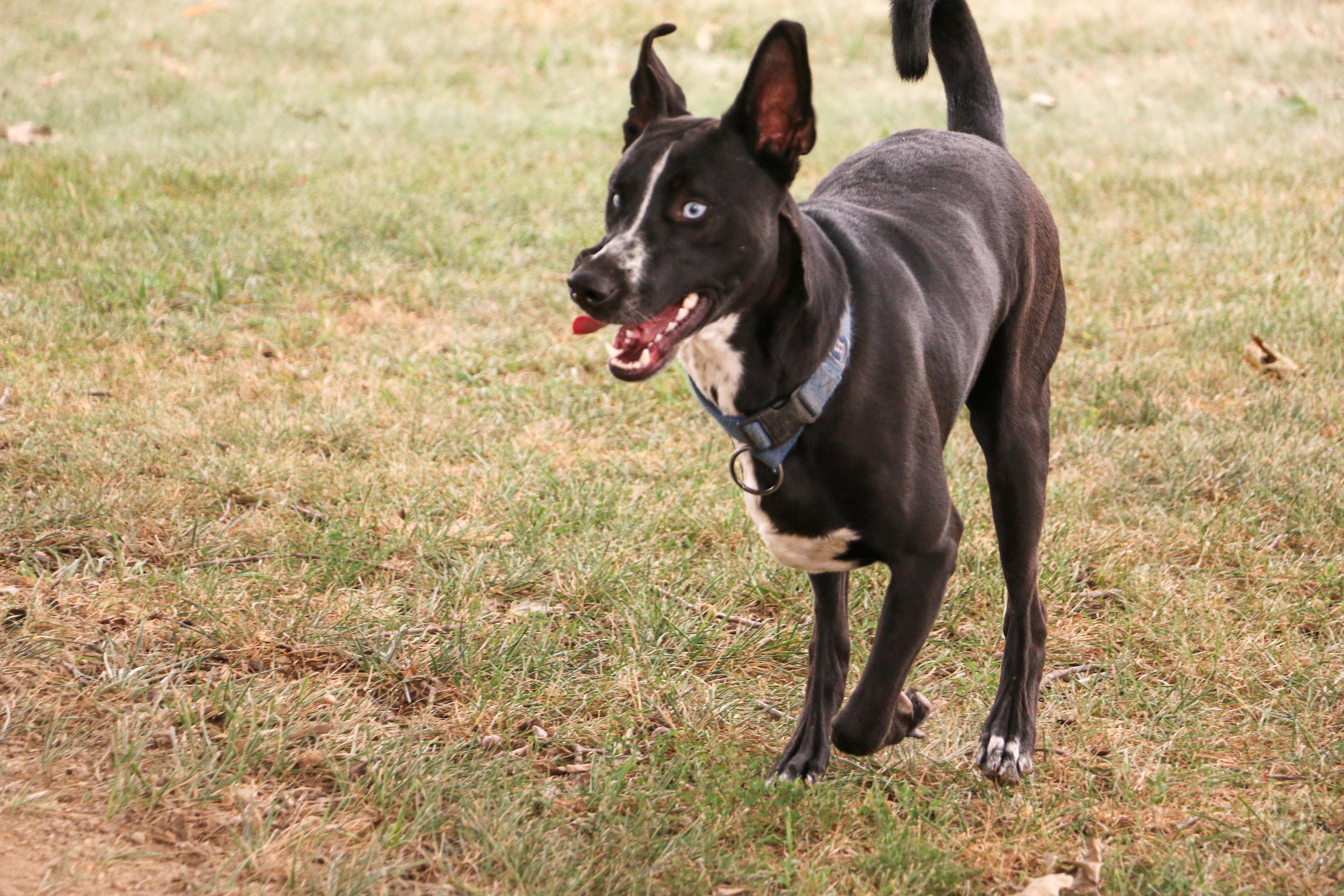 Harold the TriPod thumbnail 6