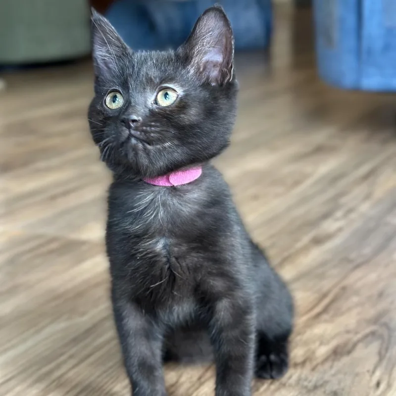 A baby small-sized female Black Domestic Short Hair cat named Rochelle for adoption in Evansville, IN