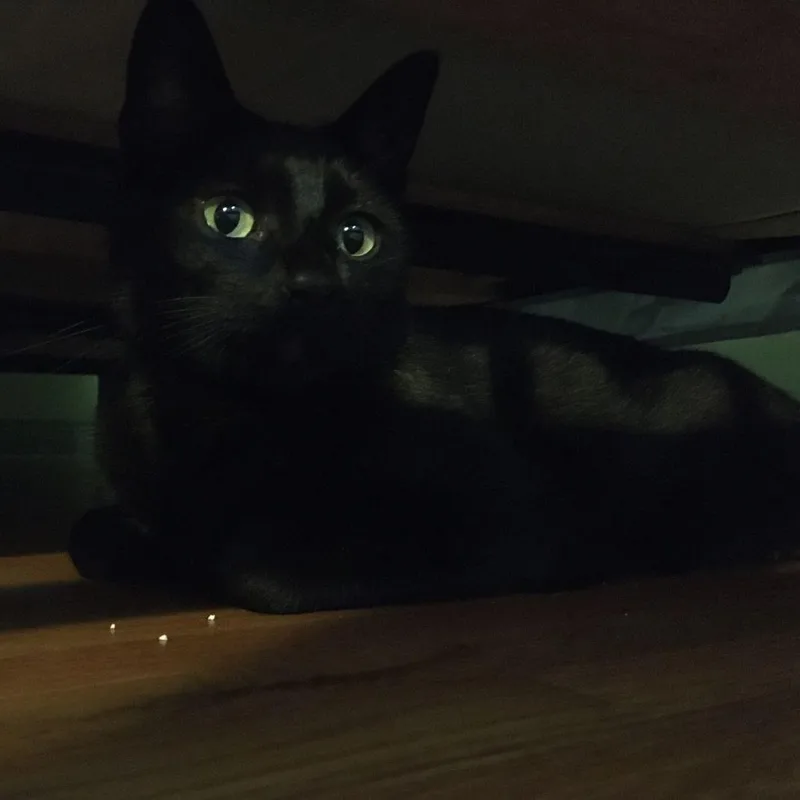An adult medium-sized male Black Domestic Short Hair cat named Duncan for adoption in Tulsa, OK