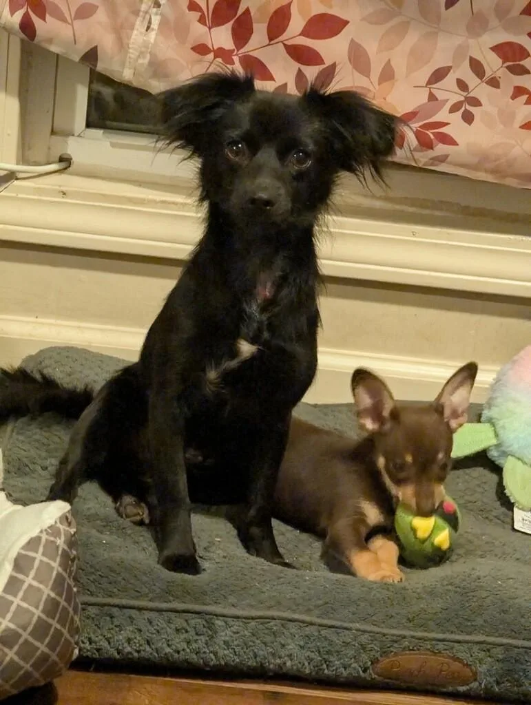 A young small-sized female Chihuahua dog named Dolly for adoption in Pembroke, MA