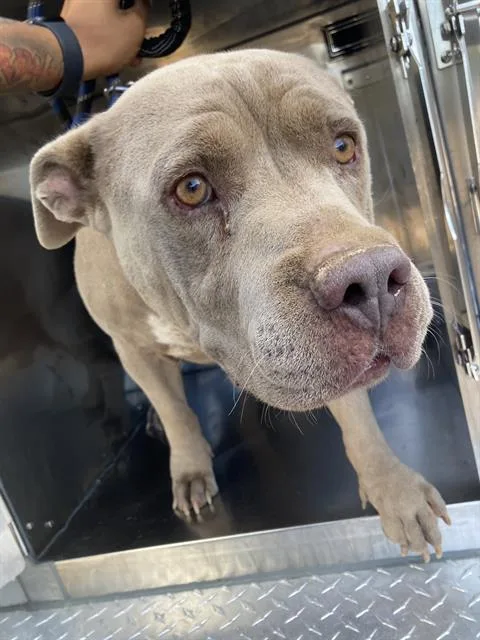 An adult large-sized male Mixed Breed dog named Ceaser for adoption in Dallas, TX