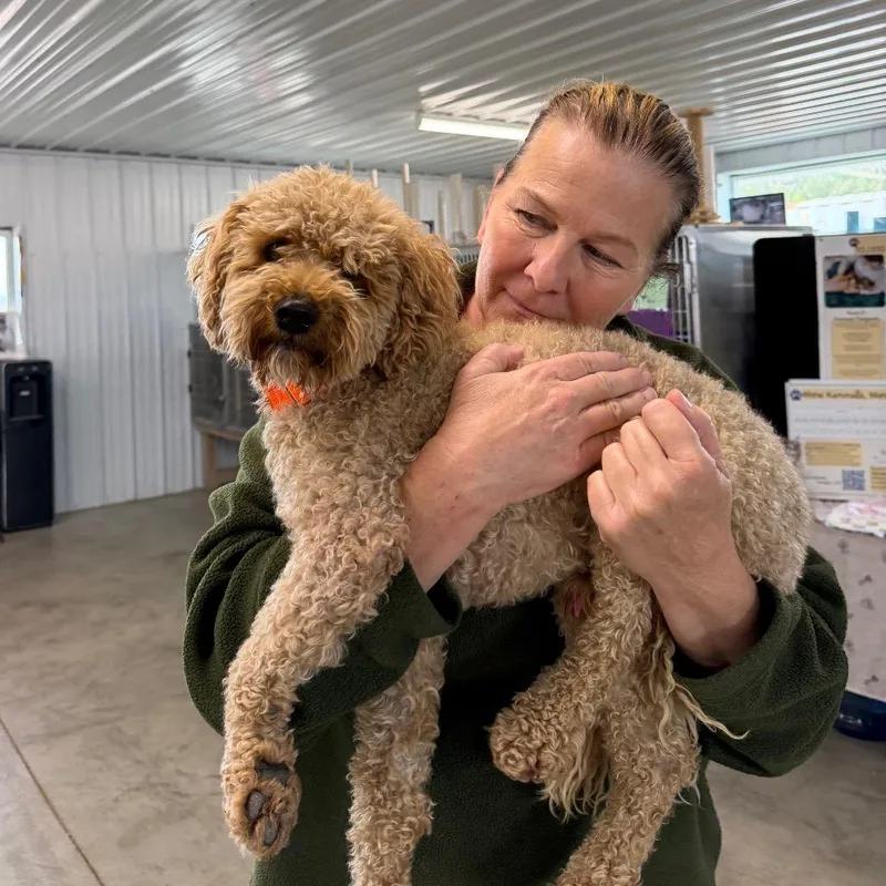 An adult small-sized male Apricot / Beige Miniature Poodle dog named Koda Bear for adoption in Spanish Fork, UT