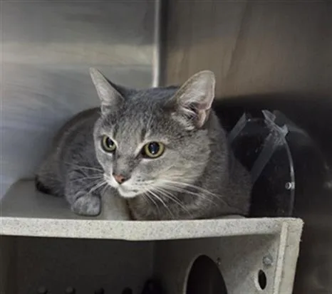 An adult large-sized female Domestic Short Hair cat named Dove for adoption in Tulsa, OK