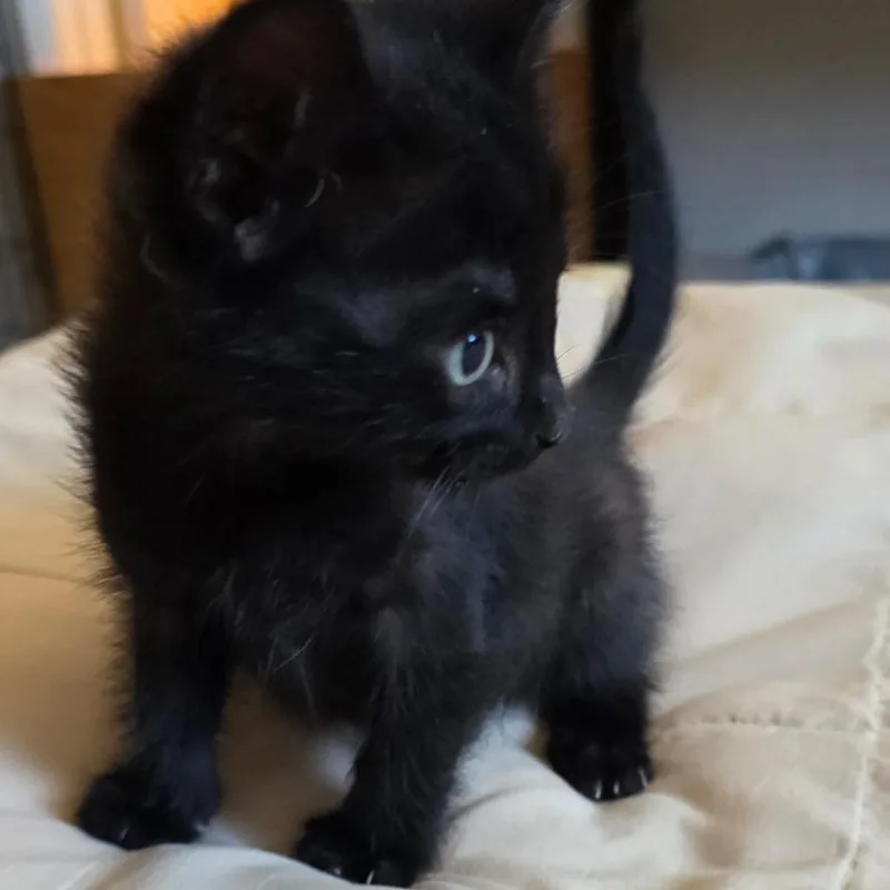 A baby small-sized male Black American Shorthair cat named Shadow for adoption in Calimesa, CA