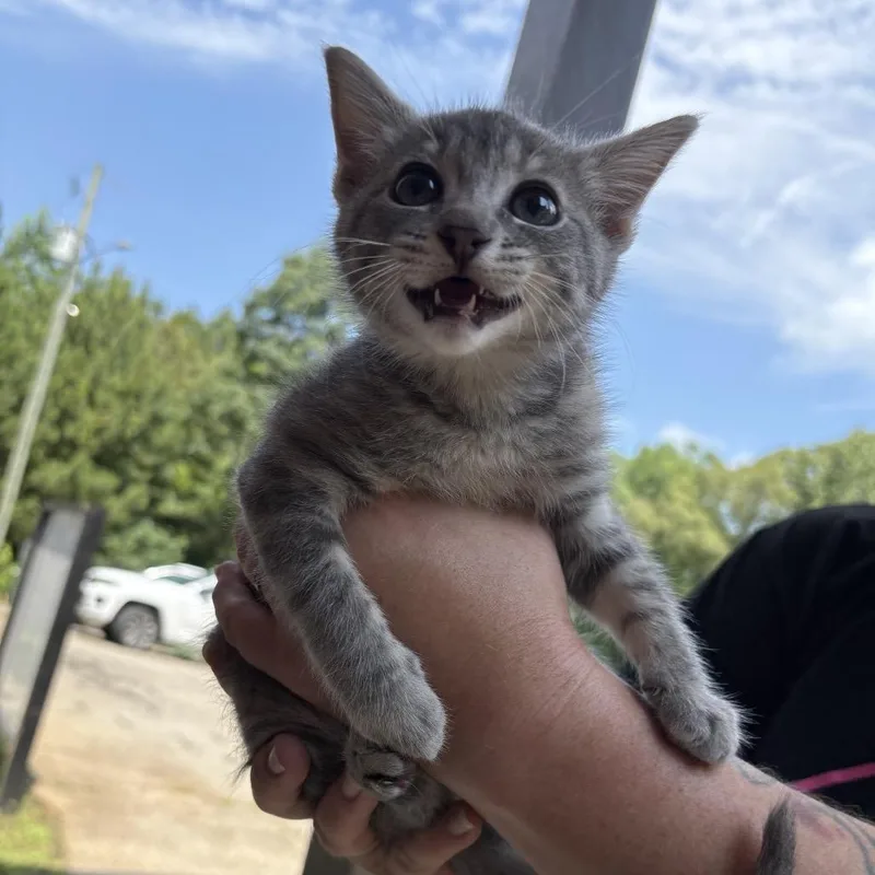 A baby small-sized female Gray / Blue / Silver Domestic Short Hair cat named Selina Tippy for adoption in Hamilton, GA
