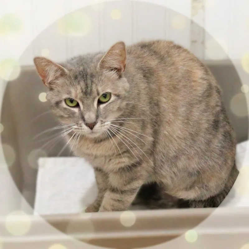An adult medium-sized female Dilute Tortoiseshell cat named Mella for adoption in Amelia, OH