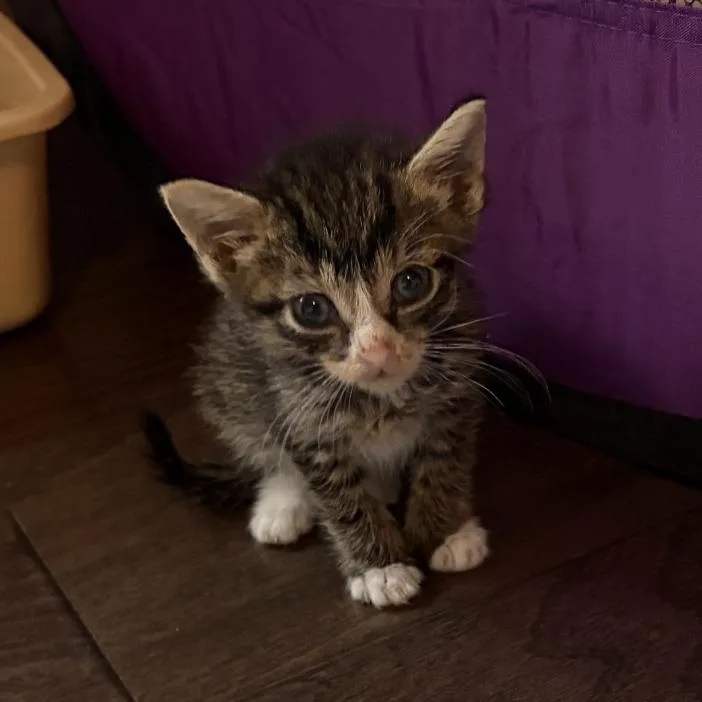 A baby small-sized female Domestic Short Hair cat named Dobby for adoption in Briarcliff Manor, NY