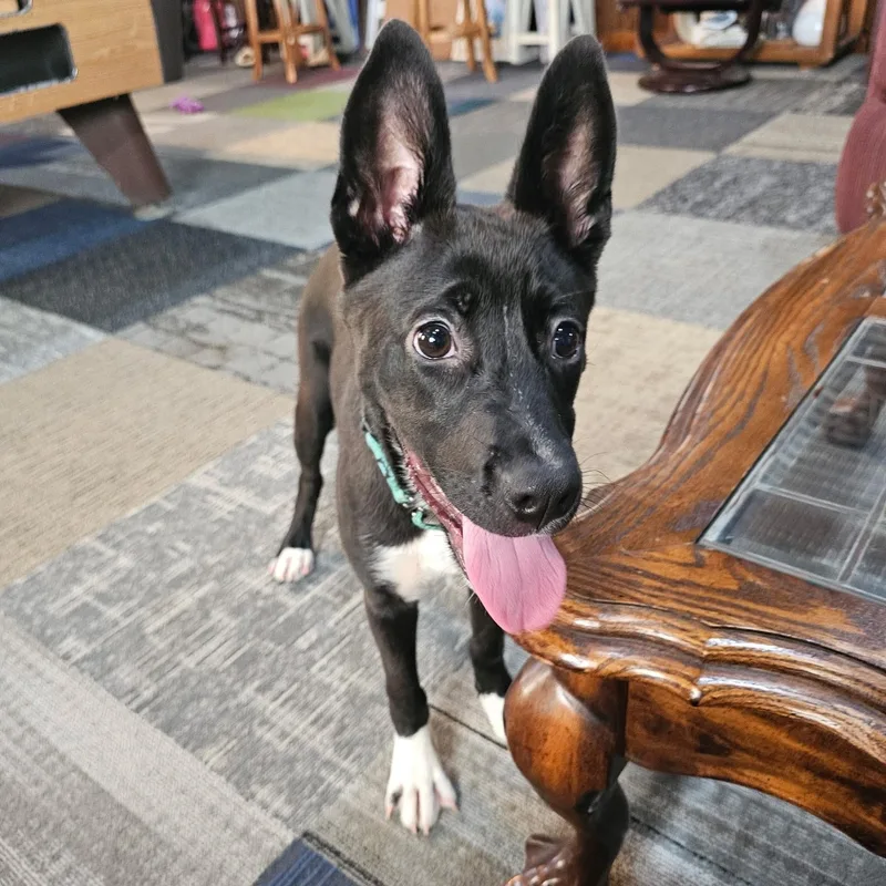 A young medium-sized female Black Shepherd dog named Adira for adoption in Baldwyn, MS