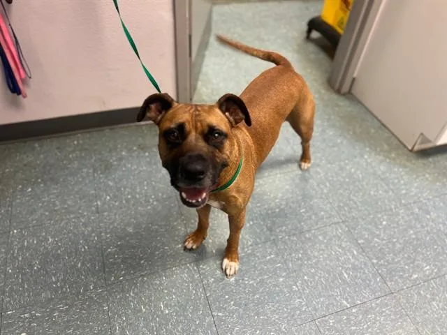 An adult medium-sized male Pit Bull Terrier dog named Gus for adoption in Saint Cloud, FL