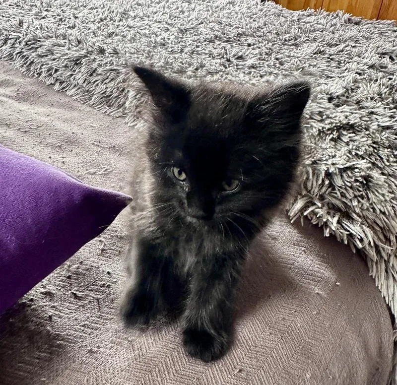A baby small-sized female Black Domestic Medium Hair cat named Raven for adoption in Ferndale, MI