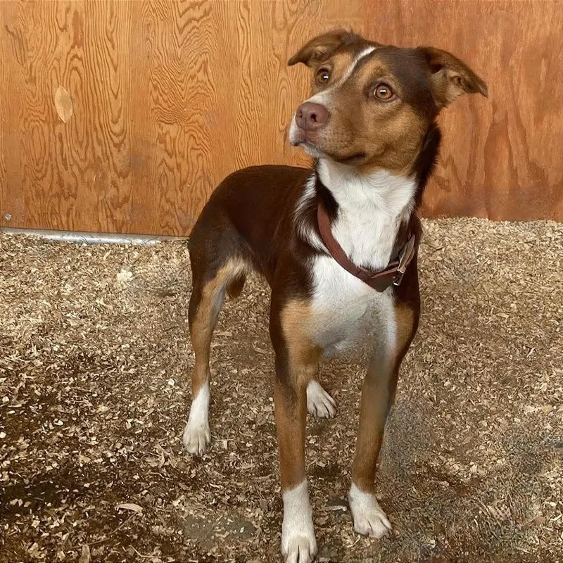 A young medium-sized female Yellow / Tan / Blond / Fawn Australian Kelpie dog named Stevie for adoption in TONASKET, WA