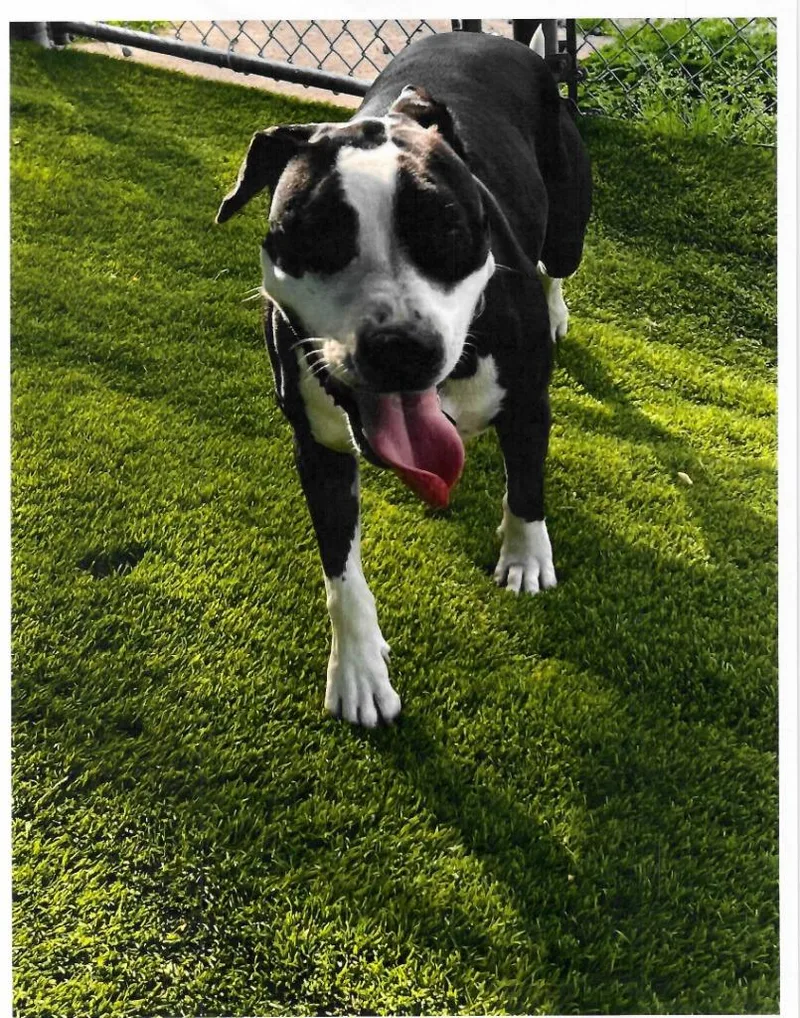 An adult large-sized female American Staffordshire Terrier dog named Annie Ann for adoption in Trenton, NJ