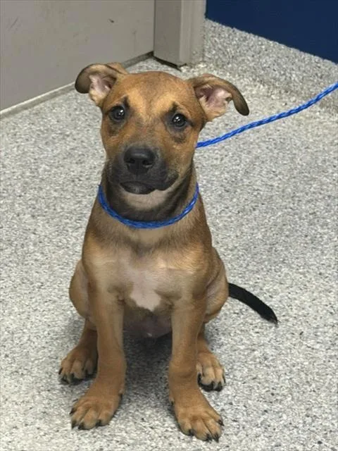 A baby small-sized male Black Mouth Cur dog named Matcha for adoption in Pasadena, TX