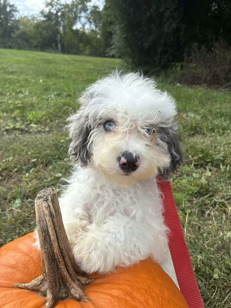 A baby small-sized male Cavalier King Charles Spaniel dog named Mason for adoption in Havertown, PA
