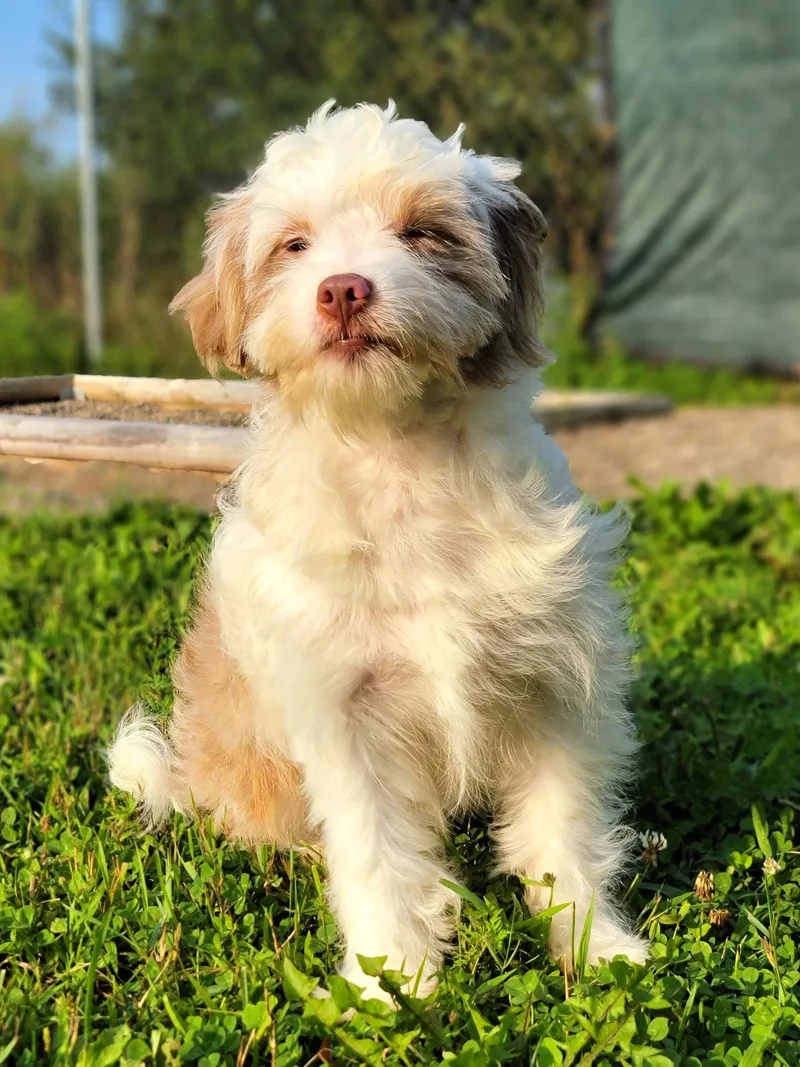 A young small-sized male White / Cream Aussiedoodle dog named Kendall for adoption in Hornell, NY
