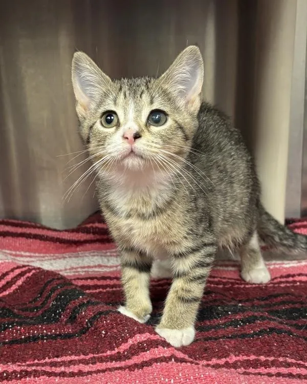 A baby small-sized female Domestic Short Hair cat named Tabby Tucker for adoption in Richmond, VA