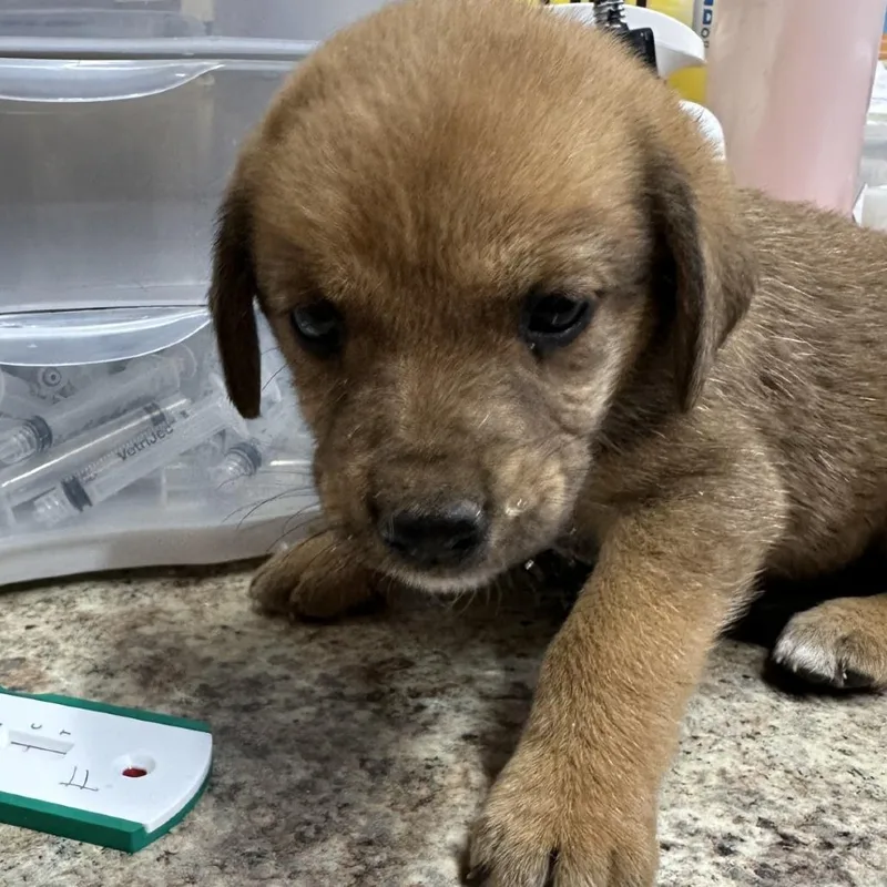 A baby medium-sized female Gray / Blue / Silver Mixed Breed dog named Jedda for adoption in Corinth, MS