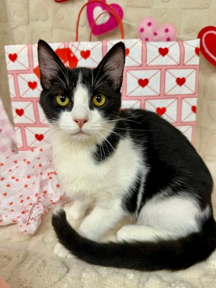 A baby medium-sized male Black & White / Tuxedo Domestic Short Hair cat named Tubby for adoption in Salinas, CA