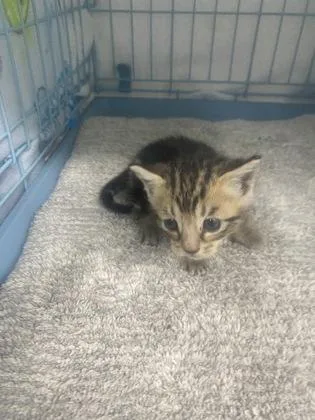 A baby small-sized female Domestic Short Hair cat named Tess for adoption in Gainesville, FL