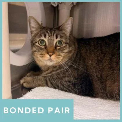 An adult extra large-sized male Domestic Short Hair cat named Timothy for adoption in Missoula, MT