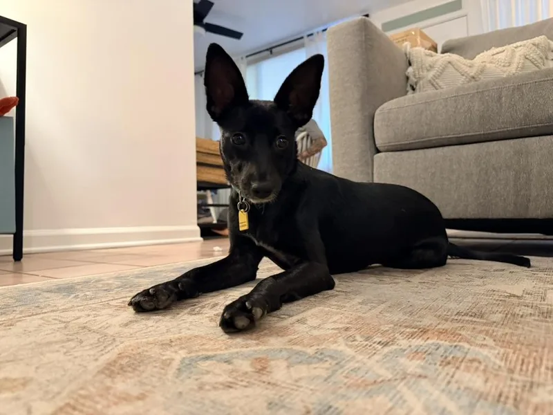 A young small-sized female Chihuahua dog named Minnie for adoption in Denver, CO