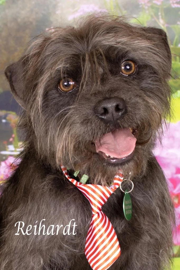 A young small-sized male Shepherd dog named Reinhardt for adoption in Gilbert, AZ