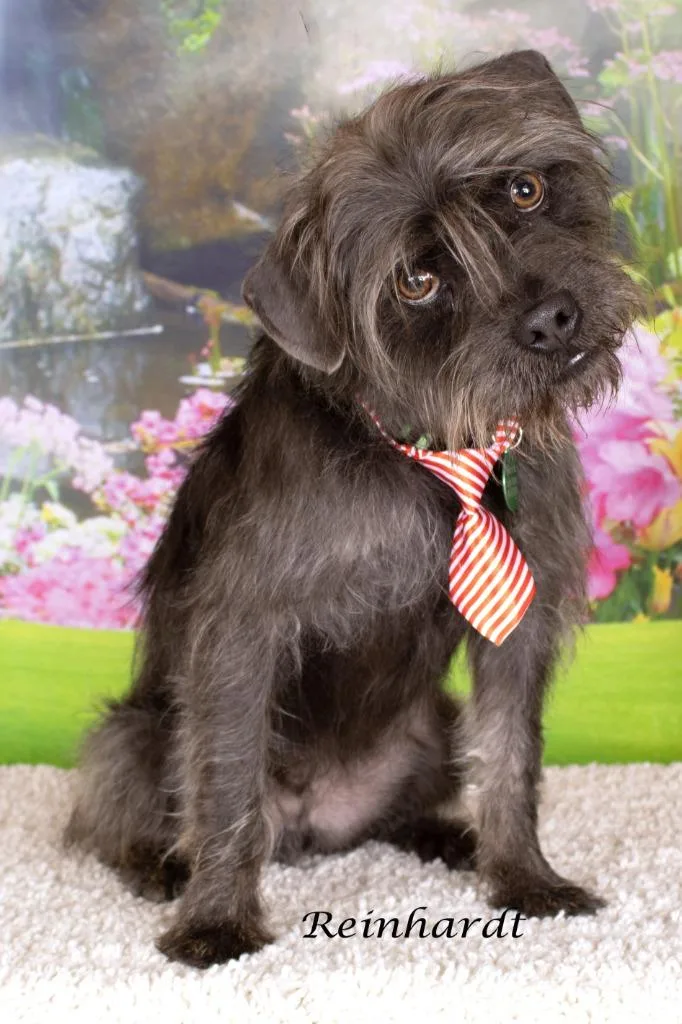 Reinhardt thumbnail 2