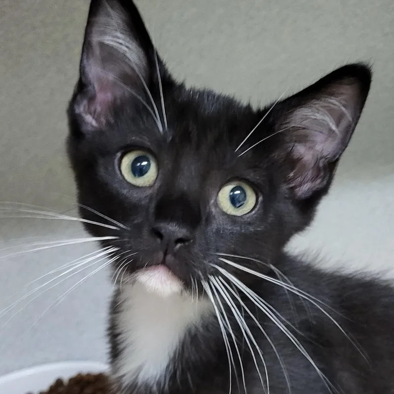 A baby medium-sized male Black & White / Tuxedo Domestic Short Hair cat named Grateful Dead for adoption in Grayslake, IL