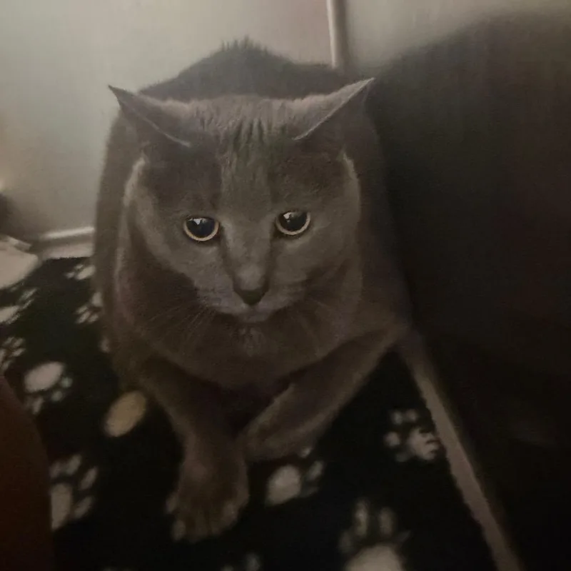 An adult large-sized female Gray / Blue / Silver Domestic Short Hair cat named Sandy for adoption in Columbus, GA