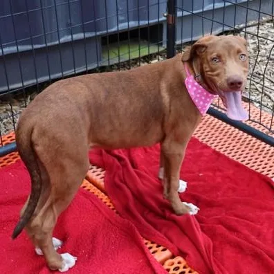 A baby medium-sized male Mixed Breed dog named Goldie for adoption in Athens, GA