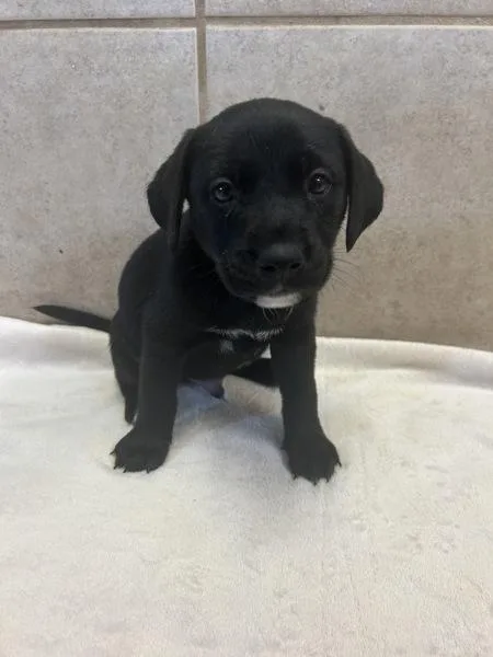 Domino
