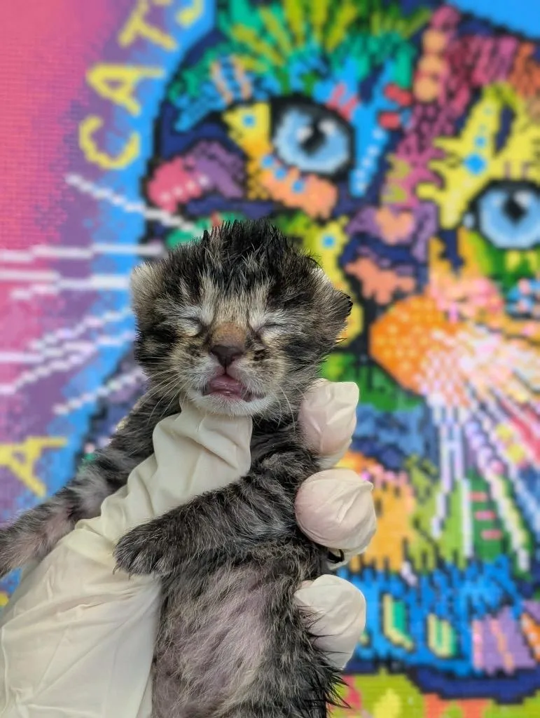 A baby small-sized female Domestic Short Hair cat named Angelica for adoption in New Braunfels, TX