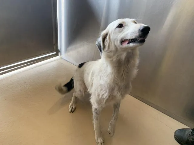 A young large-sized female Border Collie dog named A for adoption in Thousand Palms, CA