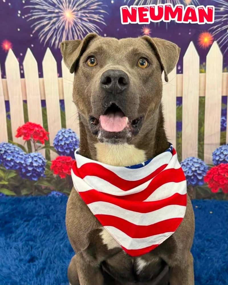 An adult medium-sized male Gray / Blue / Silver Mixed Breed dog named Neuman for adoption in Flint, MI