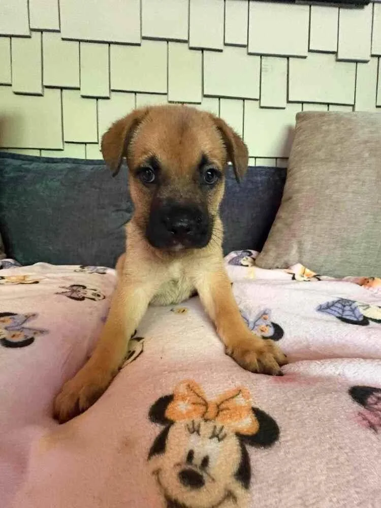 A baby small-sized male Yellow / Tan / Blond / Fawn French Bulldog dog named Blaze for adoption in Gillsville, GA