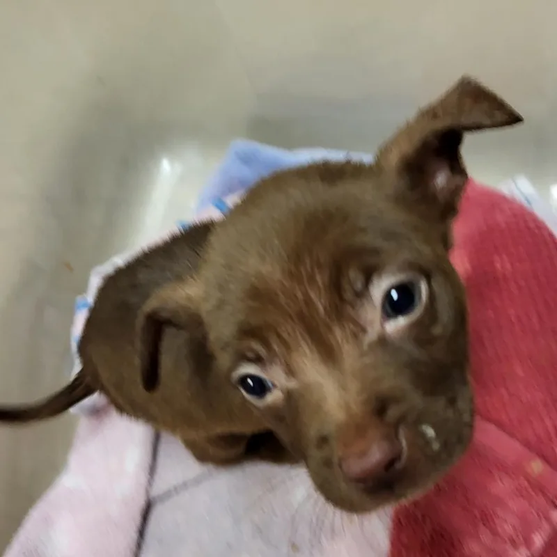 An adult medium-sized male Brown / Chocolate Mixed Breed dog named Wolfie for adoption in Lake Panasoffkee, FL