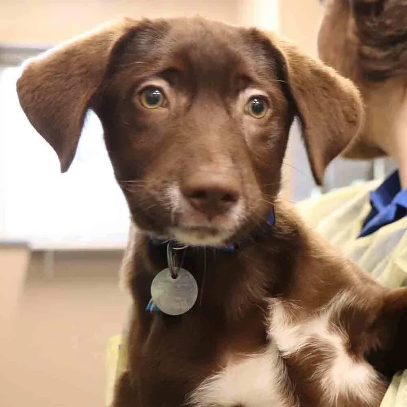 A baby small-sized male Mixed Breed dog named Kane for adoption in Port Washington, NY