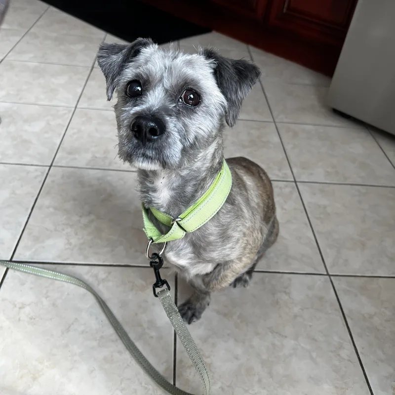 An adult small-sized male Mixed Breed dog named Parsley for adoption in New York, NY