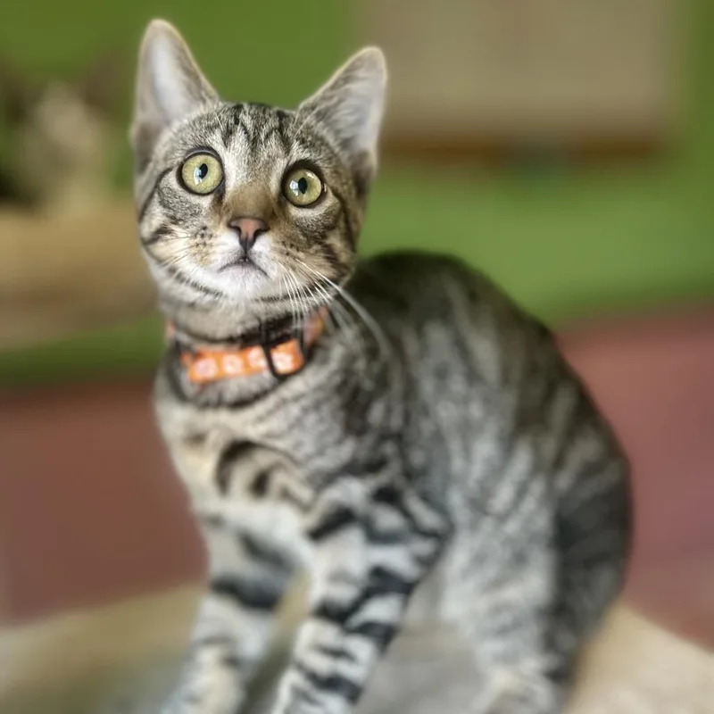A baby small-sized male Brown / Chocolate Domestic Short Hair cat named Crouton for adoption in Philadelphia, PA