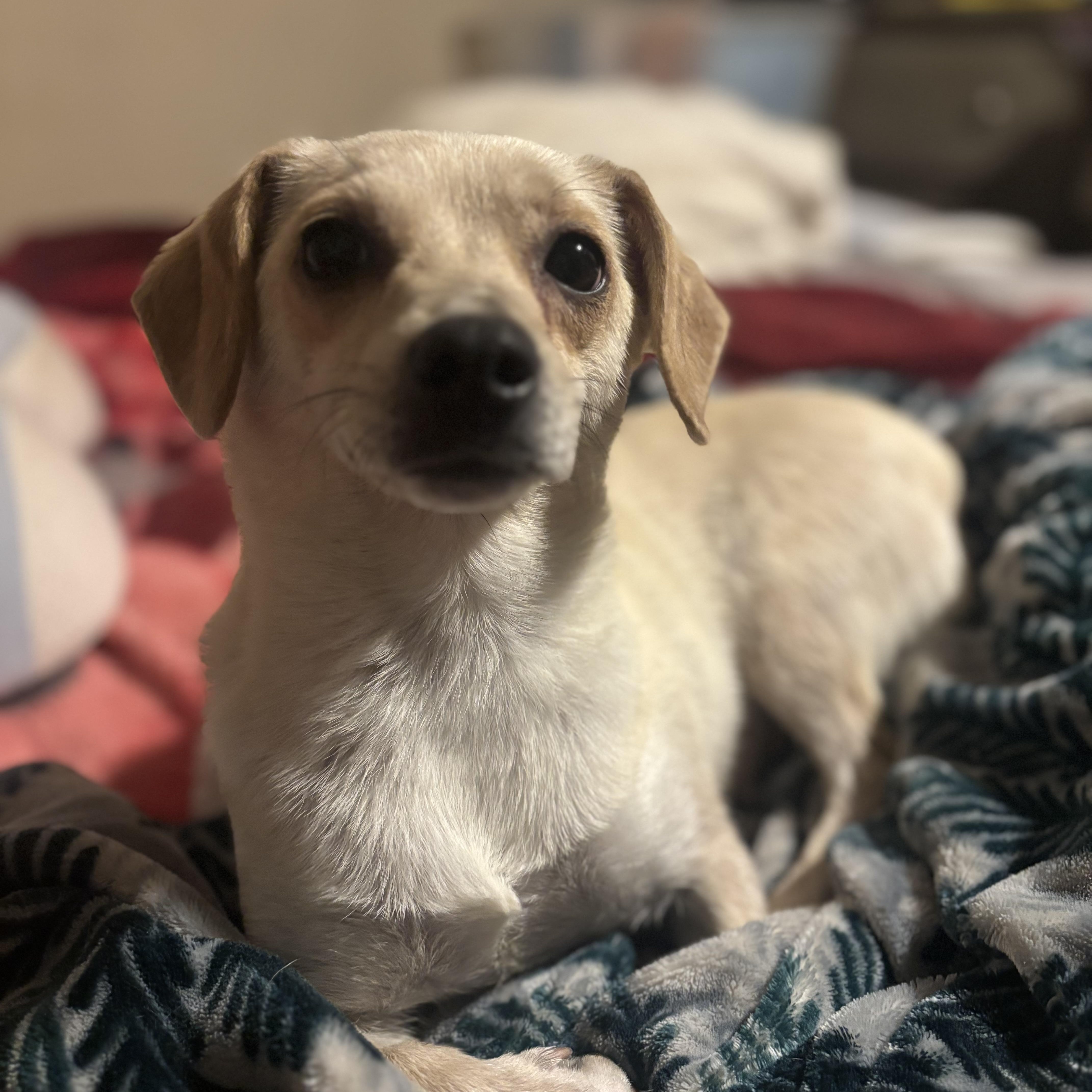 An adult small-sized female Apricot / Beige Chihuahua dog named Hope for adoption in citrus heights, CA
