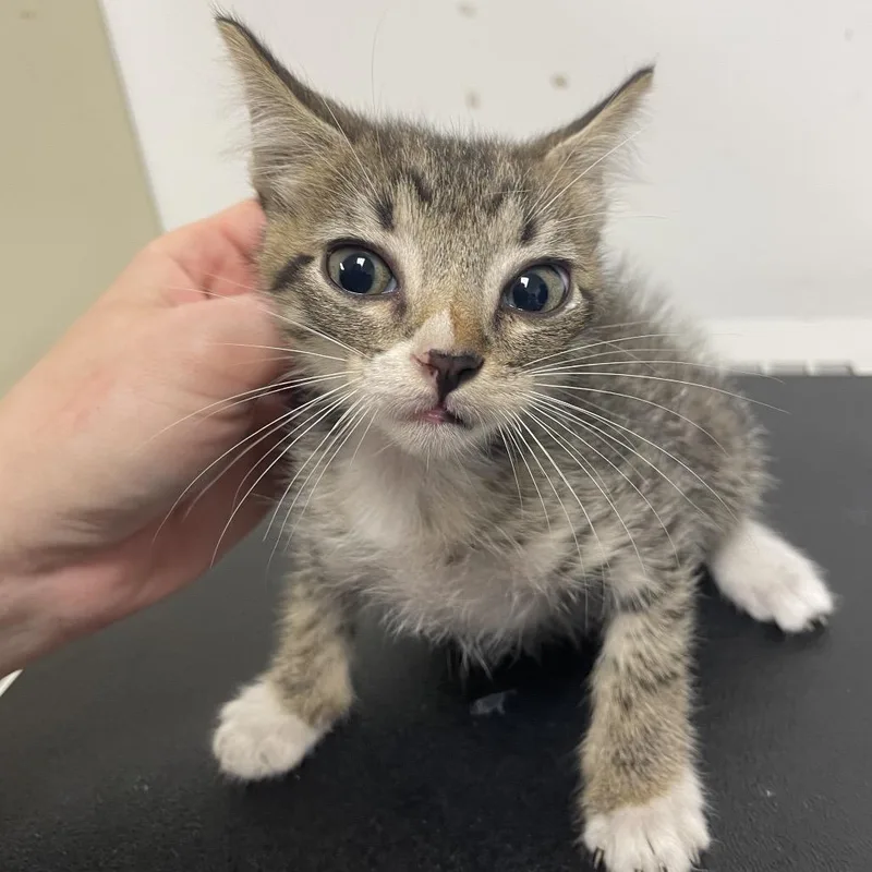A baby small-sized male American Shorthair cat named Timothy for adoption in Dickinson, TX