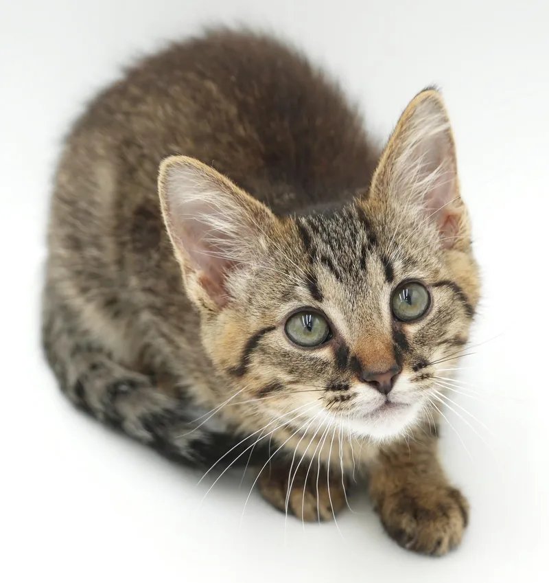 A baby small-sized male Tabby (Brown / Chocolate) Tabby cat named Sammy is a baby for adoption in Bedford Hills, NY